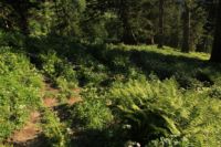 2015-07-01_2Drijaggenalm (231).JPG